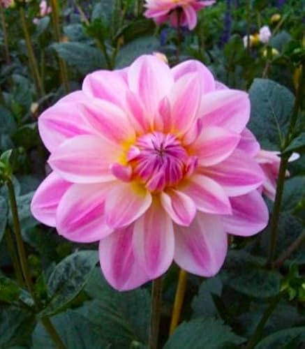 Ausverkauf Dahlienknolle : Dahlia - Dahlie Dekodahlie  Morning Kisses  1 Knolle/Rhizom
