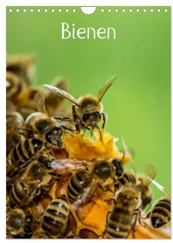 Bienen (Wandkalender 2026 DIN A4 hoch), CALVENDO Monatskalender: Bienen für das ganze Jahr (CALVENDO Tiere)