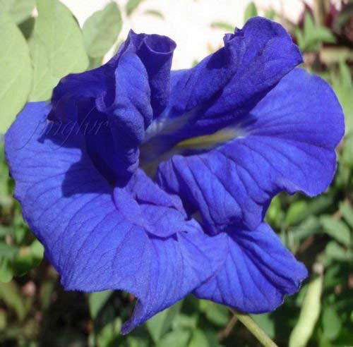 Clitoria ternatea | Doppel Blau Blüte Schmetterling Pea Vine | 20 Samen