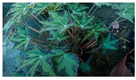 Pezzi - 10x Begonia Heracleifolia Cespuglio Giardino Piante - Seme ID342 - Seeds & Plants Shop by Ipsa