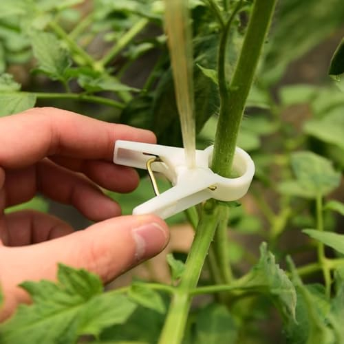 Pflanzenclips 100Stk Pflanzenklammern Tomatenclips, Tomatenklammern Für Kletterpflanzen, Pflanzenclips Für Kletterpflanzen, Blumen Klammern Für Gemüse Tomate Pflanzen Befestigung (50pcs Weiß 3.0)