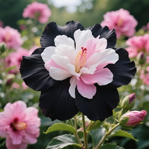 Clematis Rhizome, Winterhart MehrjäHrig, Weiß-Rot-Rosa-Violett Farben, MehrjäHrig, DauerblüHer Kletterpflanzen, 8zwiebeln-G