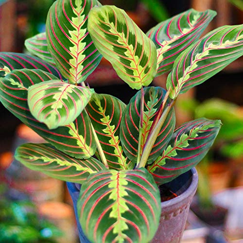 1 Maranta Fascinator tricolore | Cadeau plante d'intérieur (20-30 cm pot inclus)