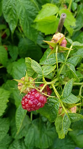 Rubus idaeus 'Tulameen' / Framboisier 'Tulameen' (Non remontant) / Conteneur de 2 à 2.9 litres