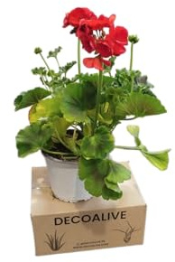 DECOALIVE Geranio Rojo – Planta Natural en Maceta – Flores de Exterior para Balcón y Terraza