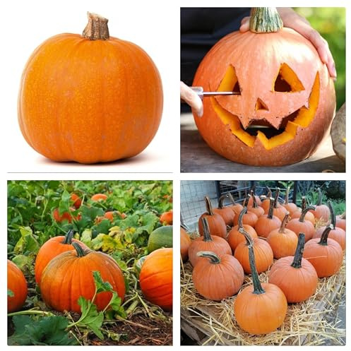Semi Zucca Halloween – Zucca Ornamentale Grande da Intagliare – 15 Semi Non OGM – Alta Germinazione – Ideale per Decorazioni Hallowen, Orto e Giardino – Coltivazione Facile