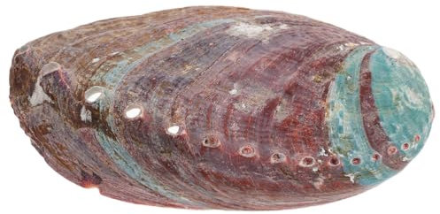 Kichvoe Abalone Shell Aromatherapy Stand Rough Natural Shell Holder for Essential Oil Burning Elegant Home Decor Container
