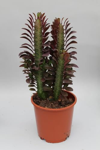 Euphorbia trigona rubra - 30-40cm - Ø12cm - Planta de interior - Hojas perennes - Cactus y suculentas