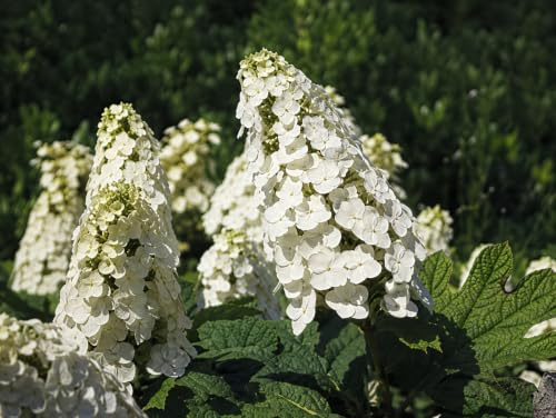 Gardenaria Pianta da Esterno Hydrangea Quercifolia 'Snow Queen', Ortensia Acidofila con Pannocchie Bianche e Rosa, Fogliame Rosso Bordeaux, 80/100 cm (Vaso 24)