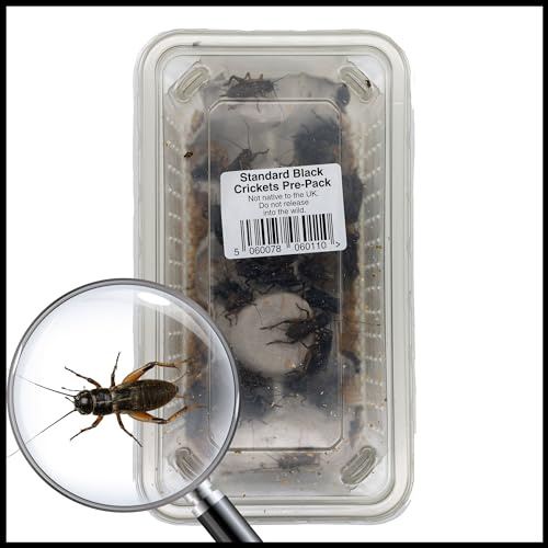 Livefoods4u Large Black Crickets 12-20mm Tub of 50 | Live Reptile Food