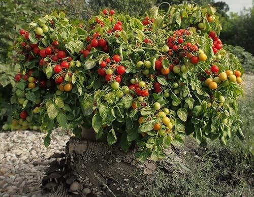Tomate 'Bajaja' Balkontomate, Busch Tomate - rot