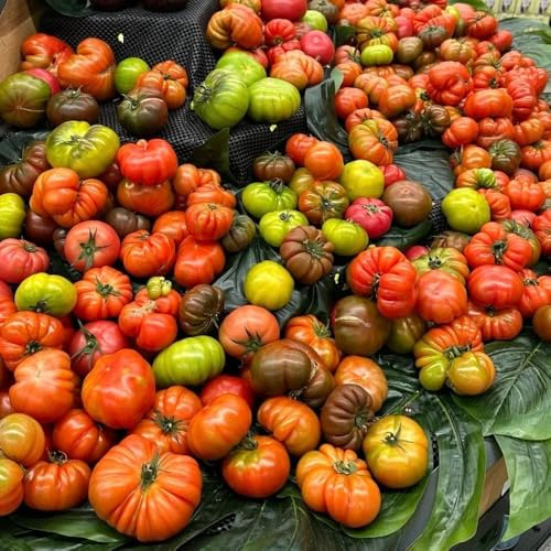 tomatensamen alte sorten, gartenpflanzen winterhart mehrjährig, hochbeet bio 80pcs