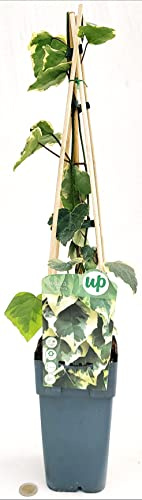 POWERS TO FLOWERS - HEDERA COLCHICA, EDERA DENTATA VARIEGATA, piante vere