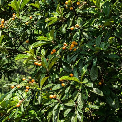 wollmispel pflanzendeko pflanzensamen balkon garten bonsai bäumchen kaufen säulenobstbäume obstpflanzen kräutergarten obstsamen steingartenpflanzen winterhart baumsamen obstbäume 6samen
