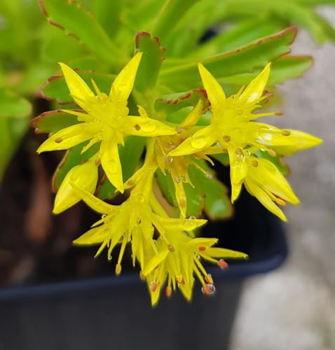 Sedum kamtschaticum var. floriferum 'Bracieux' / Orpin jaune/Conteneur de 2 à 2.9 litres/Succulente
