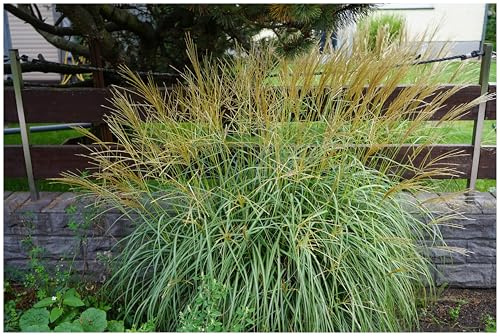 Stauden Gänge 1 x Miscanthus sinensis 'Condensatus' im 1 Liter Topf (Ziergras/Gräser/Winterhart/Mehrjährig/Staude) Chinaschilf - Struktur und Größe, die beeindrucken