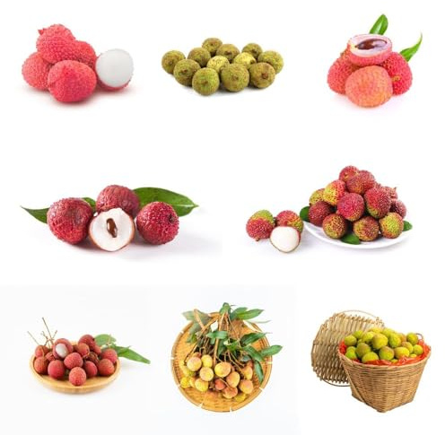 8 pezzi Semi lichi di giardino di rocce resistenti, insalata colonnari colonnari semi