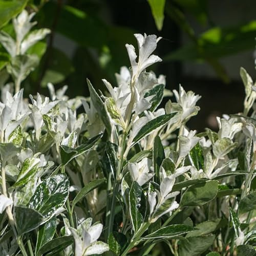 Fusain du Japon Paloma Blanca - Euonymus Japonicus Paloma Blanca Pot 23cm - Plante En Pot - Floraison Printemps Couleur de la Fleur - Hauteur 2 à 3 m - Exposition Soleil Conditionnement