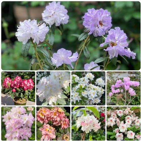 semillas de rododendro, interior, para balcón. azalea resistente, exterior, 220pcs