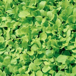 Sementi per orto CICORIA ZUCCHERINA DI TRIESTE Papillon