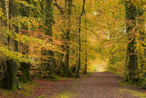 Common Beech trees displaying their autumn colour at Netherwood in the Mendip Hills Area of Outstanding Natural Beauty. Poster Print by Loop Images Ltd. (20 x 13)