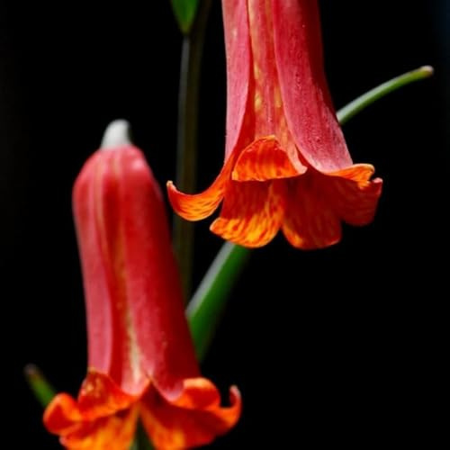 corone imperiali da giardino da interno fritillaria in vaso sostenibili selvatici decorazione soggiorno, 5bulbi