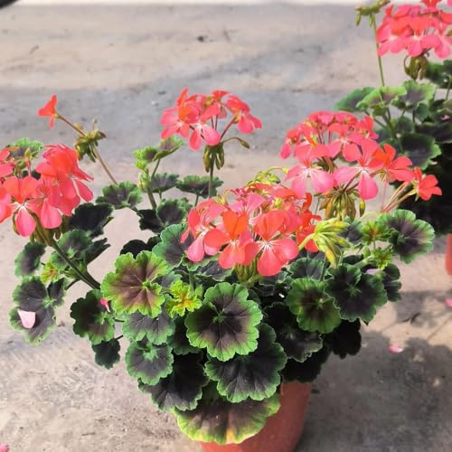 semi geranio - resistenti, al pieno sole selvatiche vaso ornamentali, autunnale, di 220pcs
