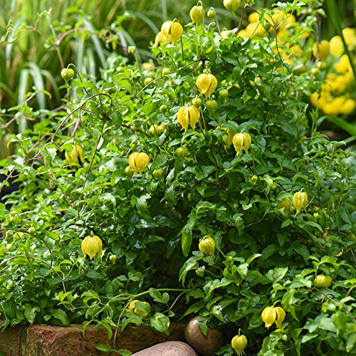 Clematis 'Little Lemons' Plant in Pots Hardy Shrubs Outdoor Climbing Flowering Garden Plants Yellow Flowers Fast Growing Ready to Plant Climbers for Arches or Trellis, 1 x 7cm Pot by Thompson & Morgan
