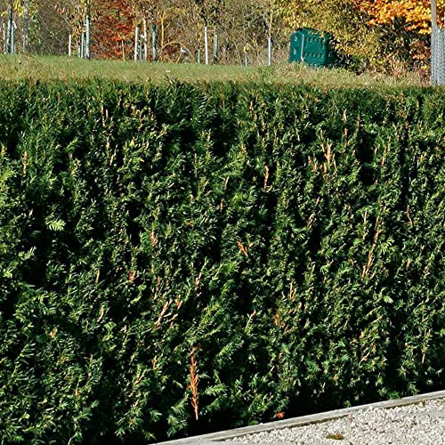 Heckeneibe Taxus baccata 'Westerstede', 5er-Set, Höhe 30-40 cm, Topf 3 Liter