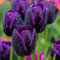 Bulbos De TulipáN Para Plantar: Florece A Principios De Primavera Con PéTalos Brillantes Y Vibrantes | Hermosos Tulipanes Perennes Y FáCiles De Cultivar Para Cualquier JardíN.-15 bulbo-D