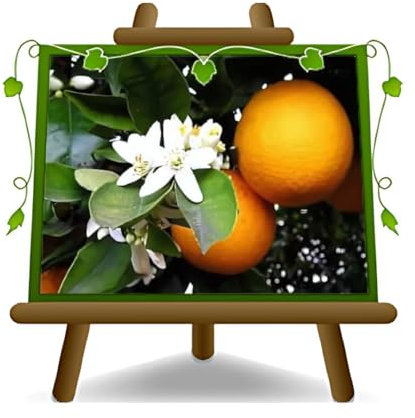 EURO PLANTS VIVAI Agrumes - Orange Moro, Plante Fruitière en grand pot 35 cm, Hauteur 120~140 cm