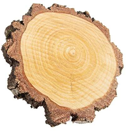 Birkenscheiben mit grober Rinde rund Ø 15-20cm, 2,5cm stark, Baumscheiben deutscher Forstwirtschaft mit Rinde, Holzscheiben für DIY Handwerk, Basteln, Hochzeit, Tischschilder, Untersetzer (1 Stk.)