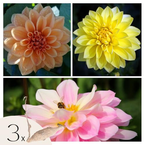 Plant in a Box - Dahlias - Set de 3 - Dahlia 'Waterlily Mix' - Bulbes à fleurs - Vert