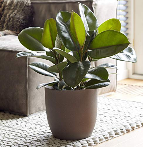 Plant Theory 55cm Multi Stem Rubber Plant Ficus Elastica Robusta Indoor House Plant Foliage Stem 17cm Pot