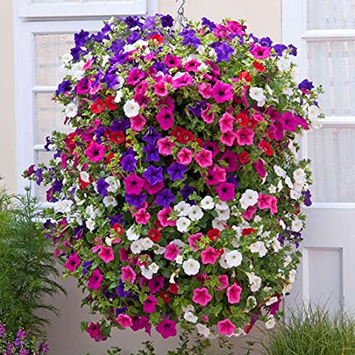 Welldales 50 Trailing Petunia Colourful Mix Seeds Hanging Basket Window Box Planter Flower