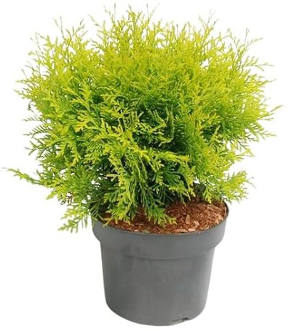 Thuja Conífera Perenne Resistente y Natural para Jardines