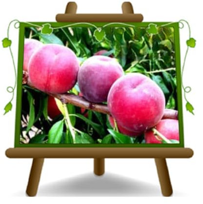 EURO PLANTS VIVAI Pesco Pesche a Polpa Rossa della Vigna – Pianta da Frutto Antico su Vaso ø 20 cm - Altezza 150~170 cm - Età 2 Anni