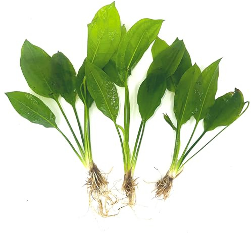 3 Aquatic Plants Bundle | Live Plants for Freshwater Aquariums (3 X Amazon Sword Plants)
