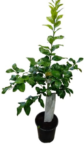 Limonero en Maceta Grande – Árbol Frutal Natural para Huertos y Jardines