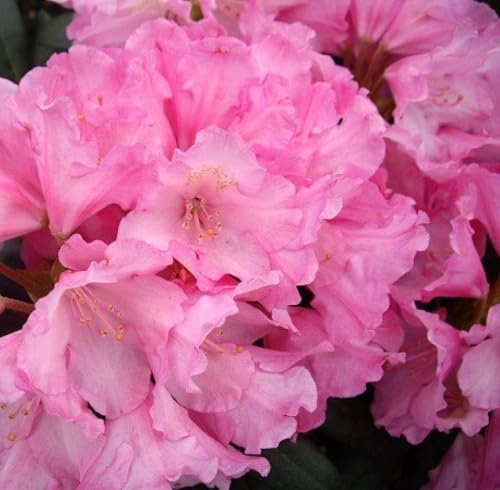 Rhododendron yakushimanum 'Kalinka' Japanische Azalee 30-40 cm winterhart Freilandaufzucht