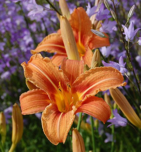 Wildform Taglilie - Hemerocallis fulva - lebende Gartenpflanze aus den Baumschulen