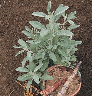 Sage White Salvia apiana 1,000 Seeds