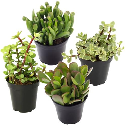 Set Suculentas Grandes DECOALIVE: Portulacaria Afra, Crassula Ovata Planta de Jade, Portulacaria Afra Variegata y Crassula Gollum Hobbit