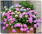 Bulbos de hortensia - plantas perennes - fáciles de cuidar - flores perennes resistentes al frío - adecuadas para jardines y balcones-5bulbos-B
