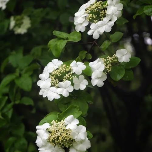 semi di palla di neve, giardino, cespugli di palle di neve invernali selvatici da balcone rare, decorazione del soggiorno da giardino 200pcs