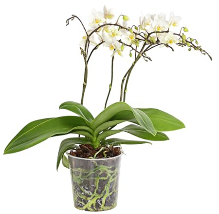 Dehner Schmetterlingsorchidee Wildflower, weiß, ca. 30-40 cm, Ø Topf 12 cm | Phalaenopsis cultivars, viertriebige Zimmerpflanze, blühend, für helle Standorte ohne direkte Sonne