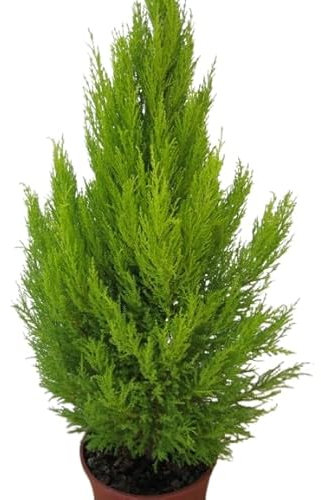 Ciprés Amarillo Golden Crest Natural Árbol de Exterior de Crecimiento Rápido