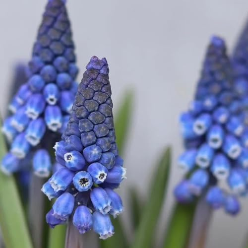 6zwiebeln hyazinthen, balkon züchten blumenzwiebeln hyazinthen, winterharte kübelpflanzen blühwiese topfpflanzen