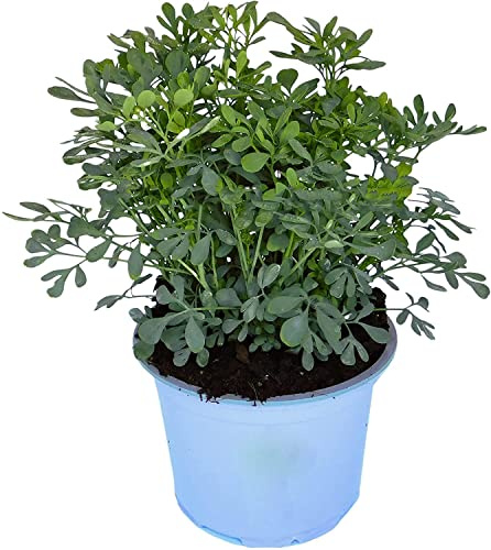 Ruda Planta con Propiedades Ruta Graveolens Planta Natural