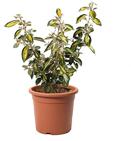 KENTIS - Eleagnus Ebbingei Limelight - Echte Heckenpflanze - Winterharte Pflanzen für Garten - Hoch 60-80 cm Topf Ø 20 cm